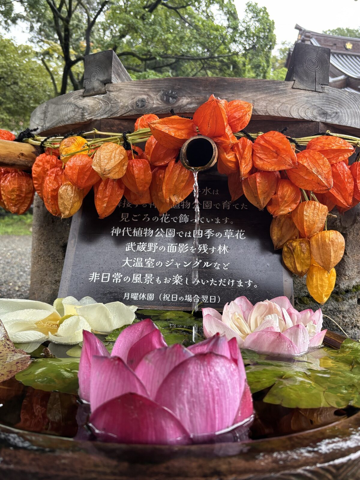 手水鉢に浮かべられた蓮の花
