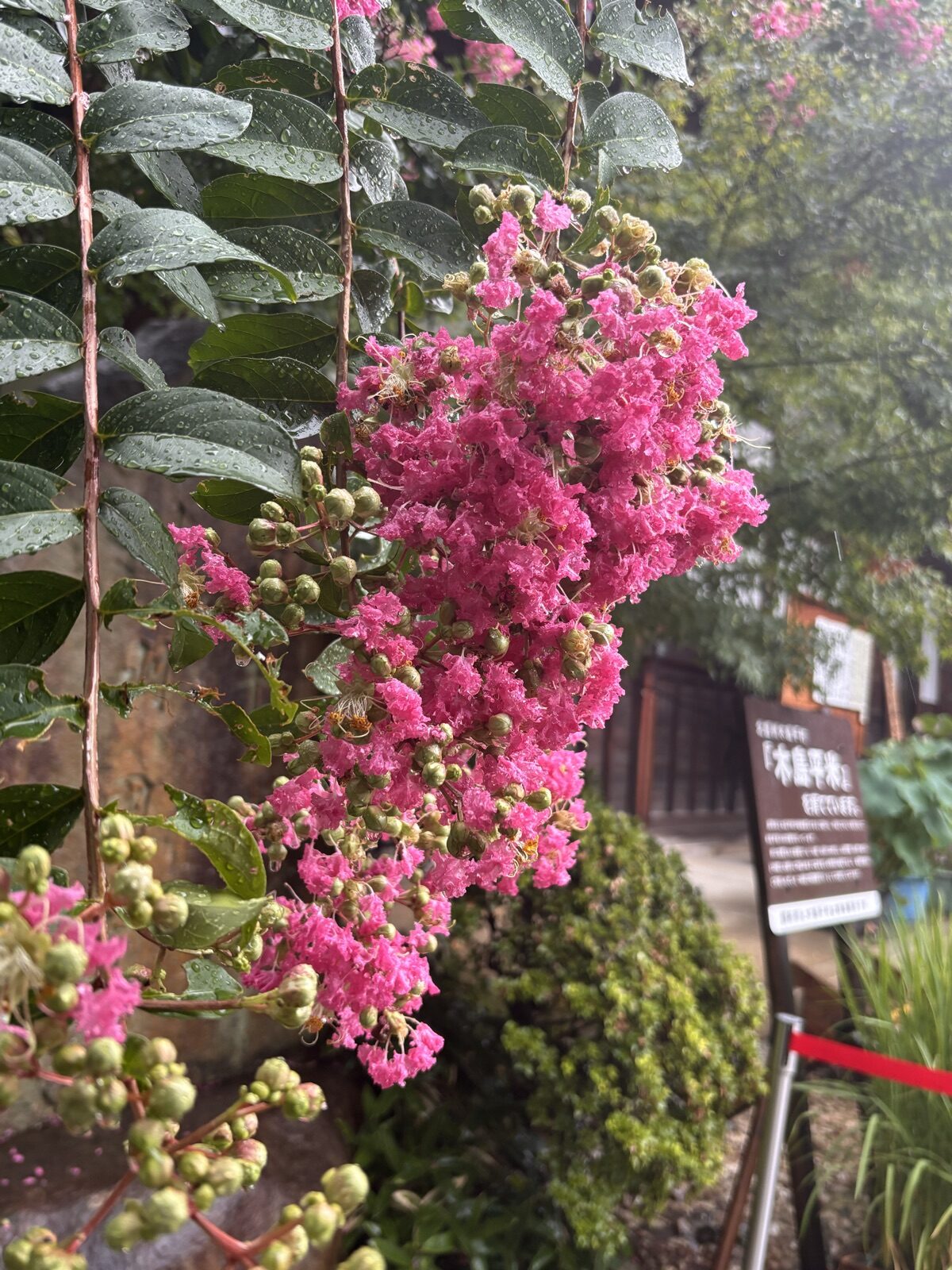 雨に濡れたサルスベリのピンク色の花